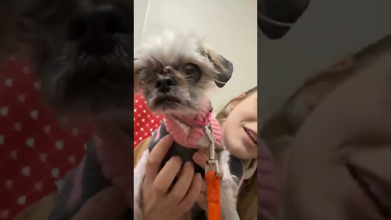 Enlarge Ruth-Sweet senior gal!, an adopted mixed breed in Oshkosh, WI video 6/6