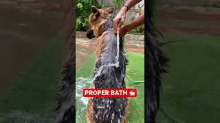 How to give a puppy / Dog bath like a PROFESSIONAL at home | Dog care