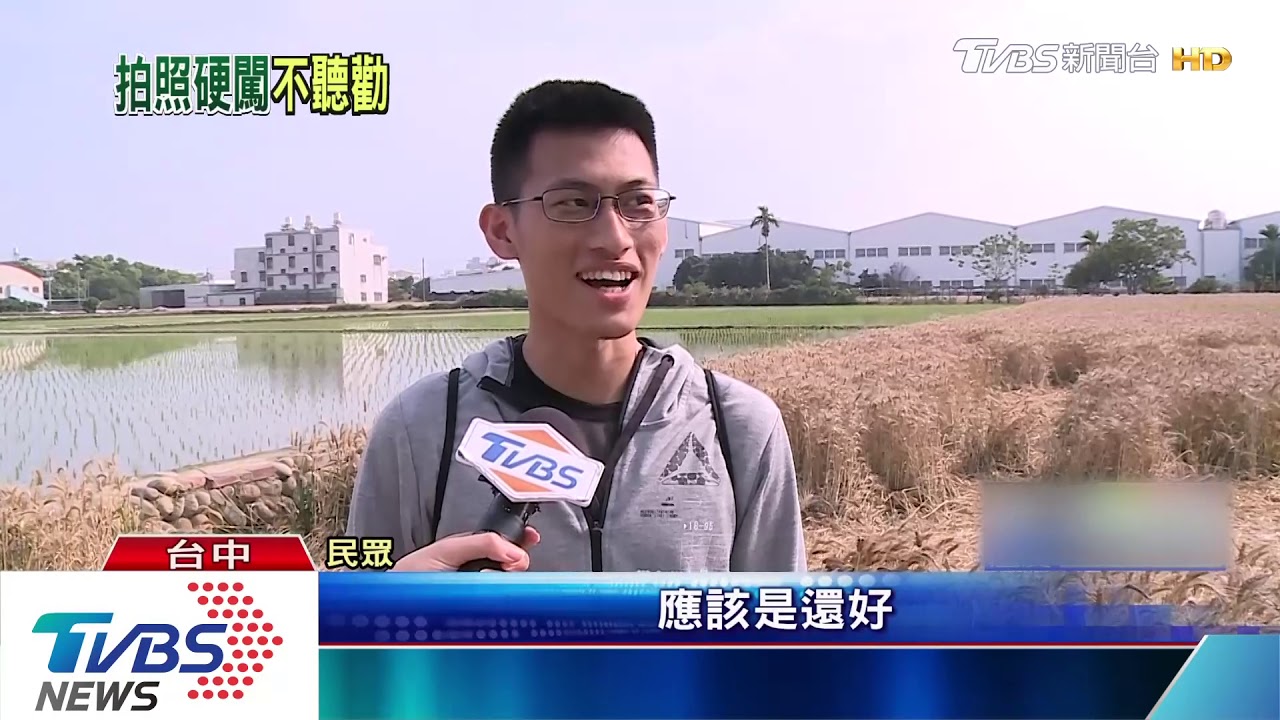 踐踏農民心血!網紅「躺」麥田 遭批沒公德心