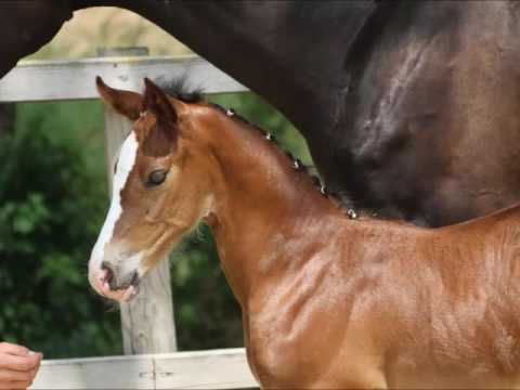 Kassia von Worrenberg - Dinken x Casall, geb. 12.06.2017, Holst