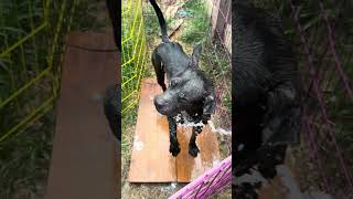 Video preview image #1 American Staffordshire Terrier-Unknown Mix Puppy For Sale in Jackson, MS, USA