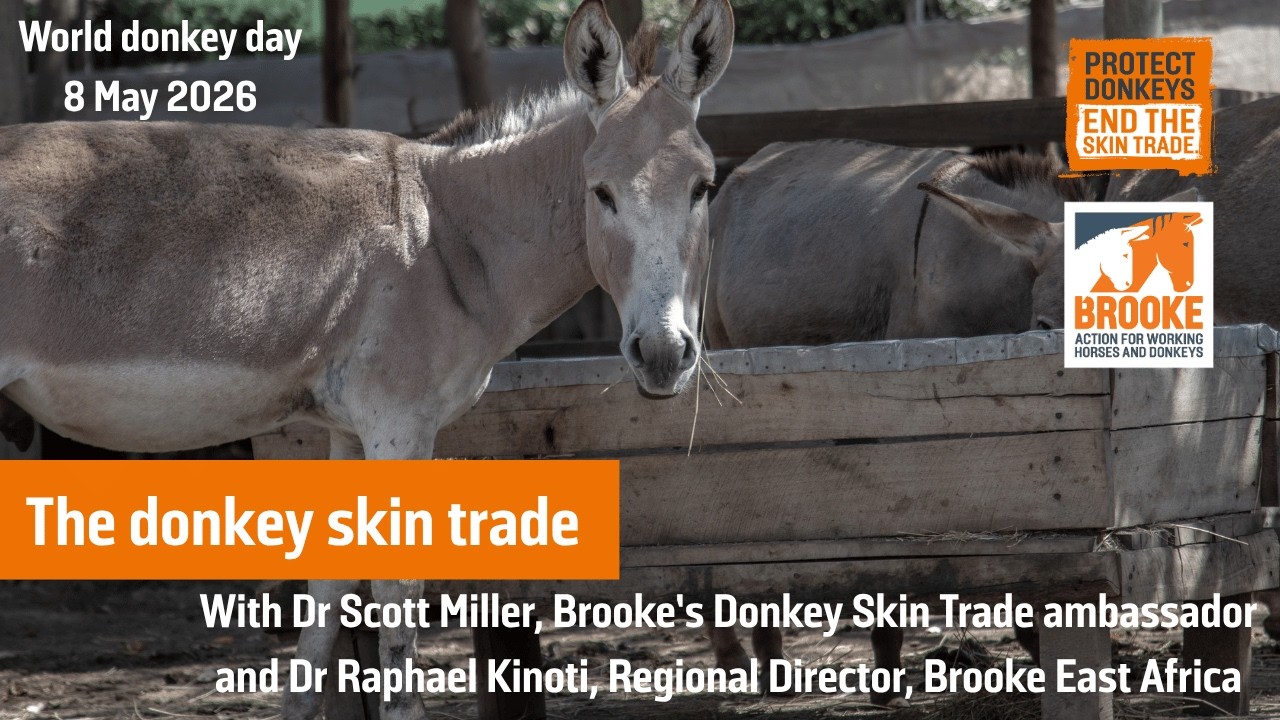 World donkey day: The donkey skin trade, 8 May 2026