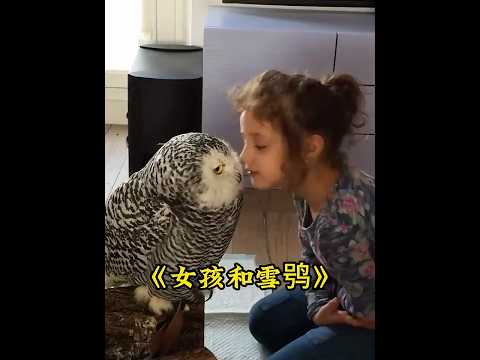 大姐救助了一只受伤的雪鸮，带回家照顾，并成为了家里的重要一员 #貓咪 #雪鸮 #snowyowl