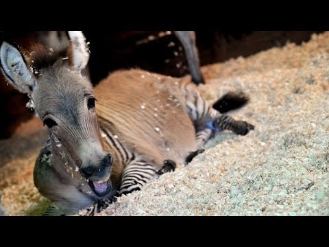 Meet The 'Zonkey' A Rare Zebra-Donkey Hybrid