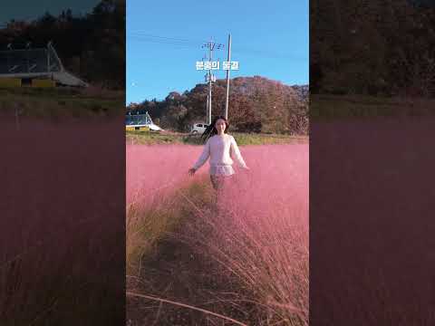 경북 고령 &#39;어북실&#39;｜가을의 마지막을 채우는 분홍빛 물결