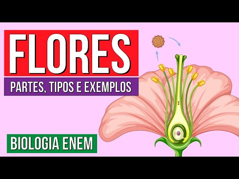 Angiosperm Flowers: Parts, Types, and Examples | Biology Summary for ENEM Exam. Professor Claudia...