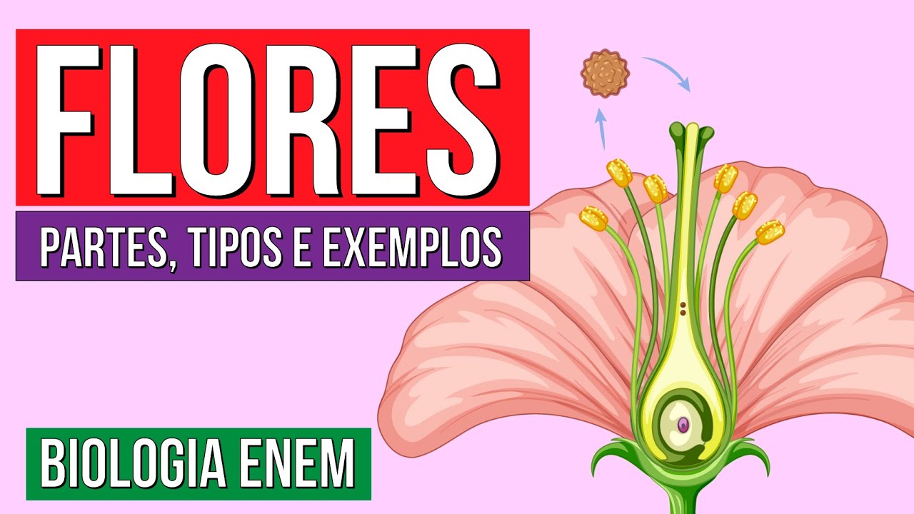 FLORES DAS ANGIOSPERMAS: Partes, tipos e exemplos | Resumo de Biologia Enem. Profe Claudia Aguiar