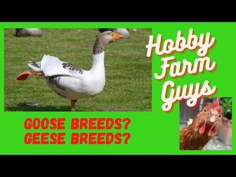 , title : 'Beginners Guide to Goose Breeds'