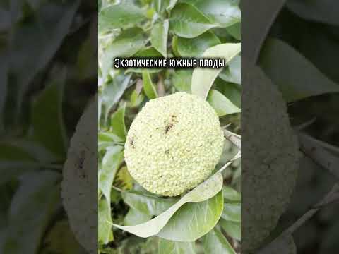 Гостевые дома «Своя поляна» - Кындыг, ул. Школьная видео