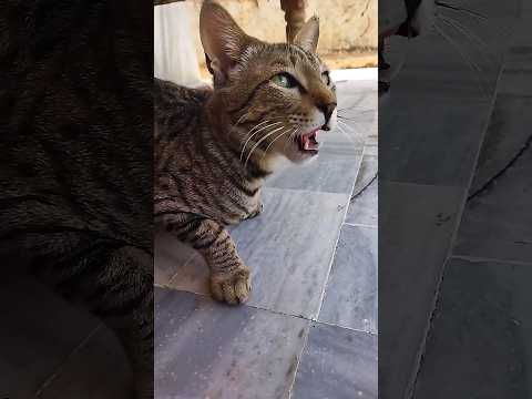 cat | billi | minko | minki | move | cat sound | billi sound | cat aawaz/aawaj | billi aawaz/#shorts