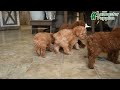 Toy Poodle dogs for sale: Wonton - Video 1