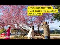Cherry Blossom Quotes Cherry Blossom Captions Cherryblossm Cherry Captionsideas Instagramquote