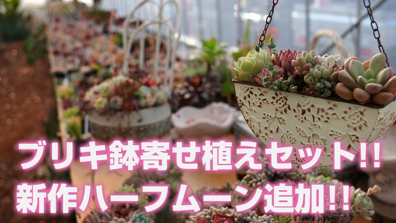【多肉植物】ブリキ鉢寄せ植えセットに新作ハーフムーンが追加されました!!【succulent】トロピカルガーデン