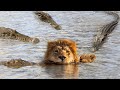 OMG Swimming Lions Family Was Suddenly Attack By Group Of Crocodile Too Brutally Harsh Wild Life