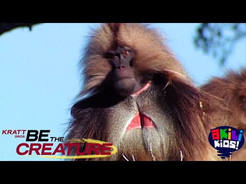 Be The Creature | The Gelada Baboon | Akili Kids!