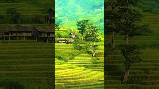 Download lagu Pesawahan Indah Di Iringi Pop Sunda Lawas #vlogpedesaan #lagusundaviral #shorts mp3 Download lagu Pesawahan Indah Di Iringi Pop Sunda Lawas #vlogpedesaan #lagusundaviral #shorts mp3