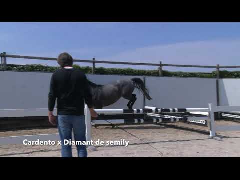CREDITY HH 5-7- may auction (Cardento x Diamant de Semilly)