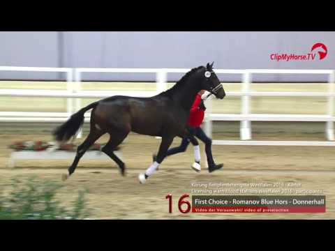 16  First Choice - Romanov Blue Hors - Donnerhall