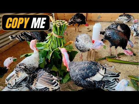 What to feed Turkeys and Poultry for Faster Growth and Turkey Weight gain