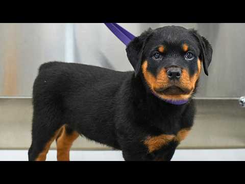 I Was Not Prepared For This Rottweiler Puppy 😭