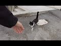 Cute Talkative Tuxedo Cat Is Meowing Loudly