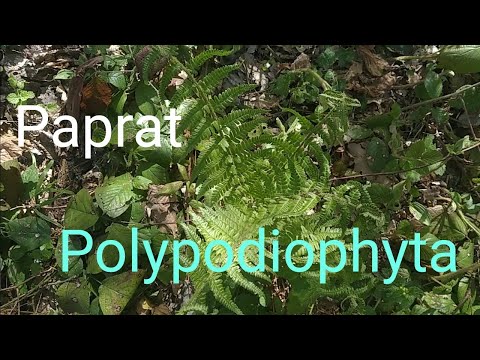 Paprat | Polypodiophyta |Samonikla jestiva biljka sa mnogo primena #srbija #selo #divljina