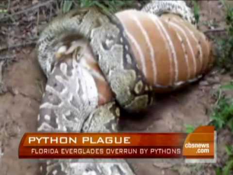 Pythons invade the Everglades | The Python Invasion: