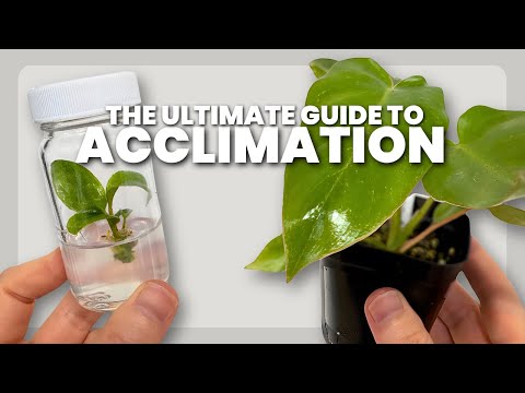 The BEST Method for Acclimating Tissue Culture Plants (2026)