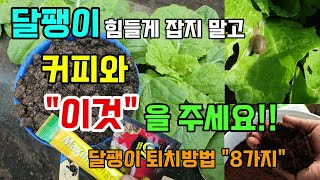 배추무상추 달팽이 퇴치 커피와 이것을 주세요 달팽이 씨가 마릅니다 #달팽이제거방법