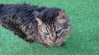 חתול אפור רטוב לאחר הגשם A Wet gray cat after the rain