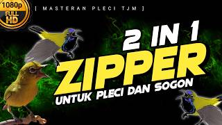 Download lagu 🔴 LIVE Masteran Pleci Masteran Sogon Materi Tembakan Zipper !!! mp3 Download lagu 🔴 LIVE Masteran Pleci Masteran Sogon Materi Tembakan Zipper !!! mp3