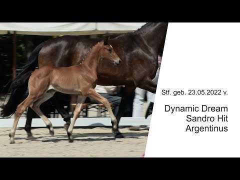 Stf v Dynamic Dream x Sandro Hit x Argentinus 2022