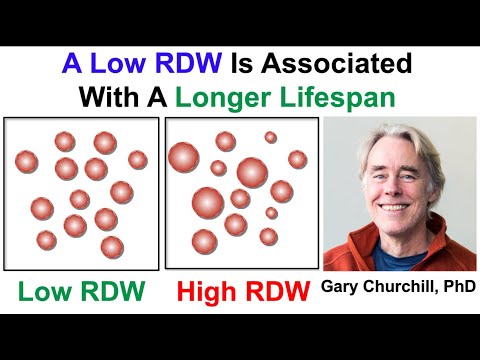 A Low RDW Is Associated With A Longer Lifespan (Clip)