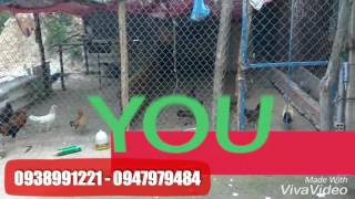 Bán trâu xanh, trâu đỏ, máy đào tiền ảo, bitcoin, 470, 570, 580, 1060, 1070, 1080ti, Giá gốc 2017