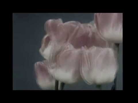 Tom Ayann - Parfum Fraise (MUSUN28)