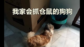 Download lagu 我家会帮我找仓鼠的狗狗 mp3