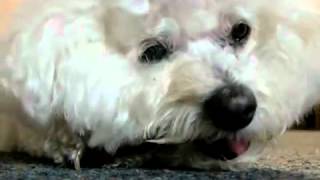 Bichon Frise Eating a Rawhide