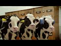 ANCHOR BUTTER HD PARADISE CITY Commercial Commercials World Funny Little Stories