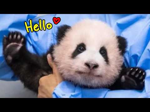🇰🇷Why the 🐼Fu Bao Craze Swept Korea