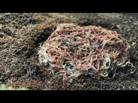 1lb or 1000+ red wigglers introduced to new bed. Time lapse!!