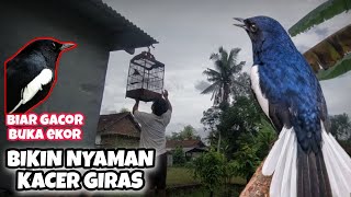 Download lagu KACER GIRAS BIAR GACOR BUKA EKOR DI BIKIN NYAMAN!! mp3