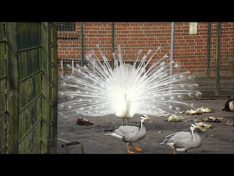 Weißer Pfau erschrickt - White Peacock becomes frightened