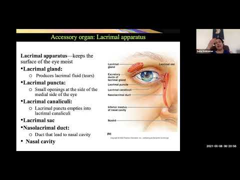 Special Senses Anatomy
