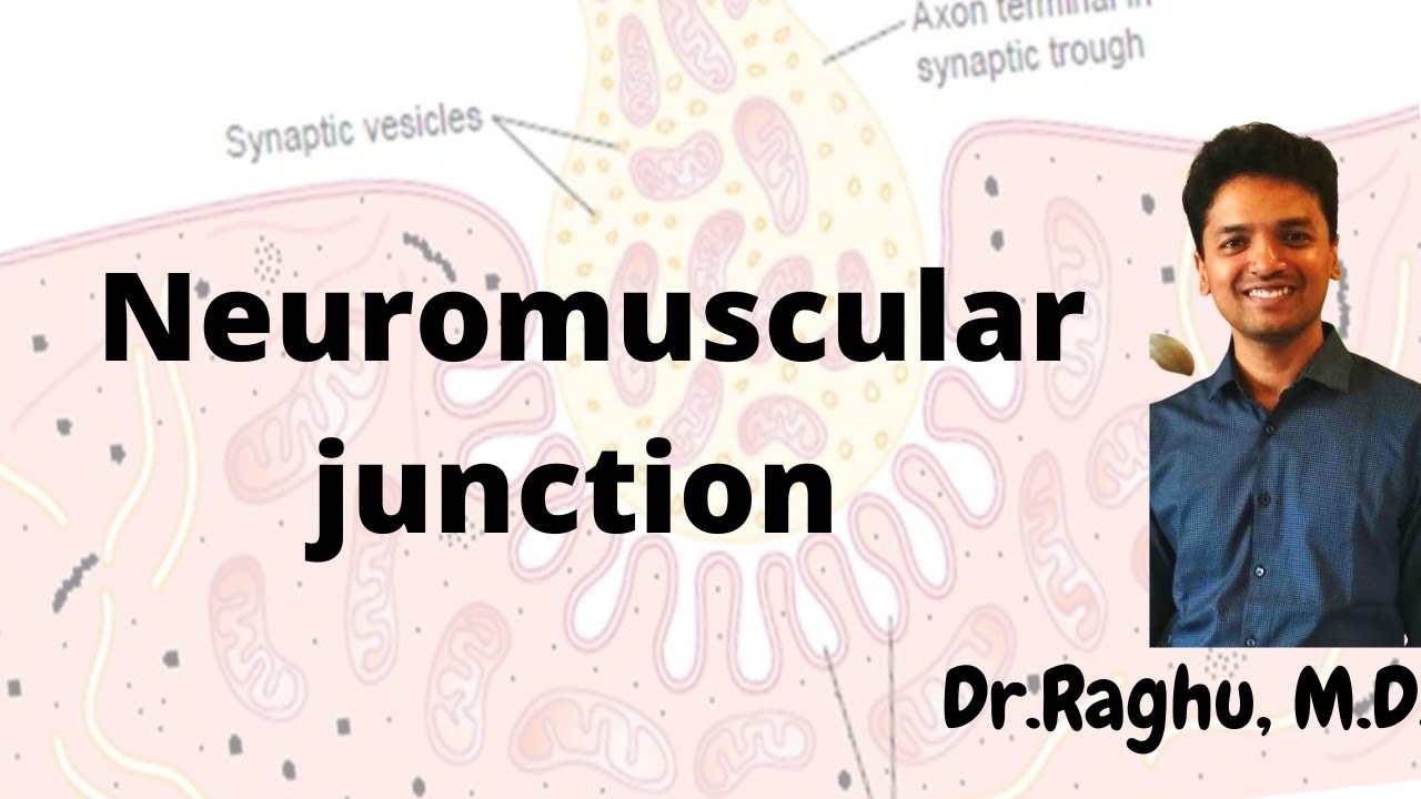 Neuromuscular junction - Structure & transmission