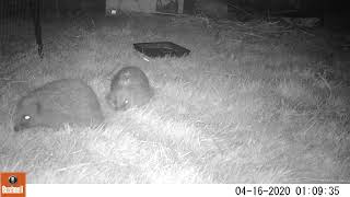 Hogs160420