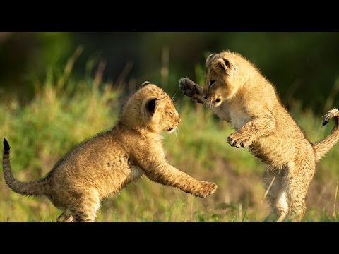 Mignons lionceaux en train de jouer