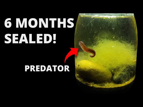 I Put Dirt and Water in a Jar, 6 Months Later THIS Appeared!