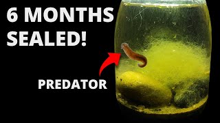 I Put Dirt and Water in a Jar, 6 Months Later THIS Appeared!