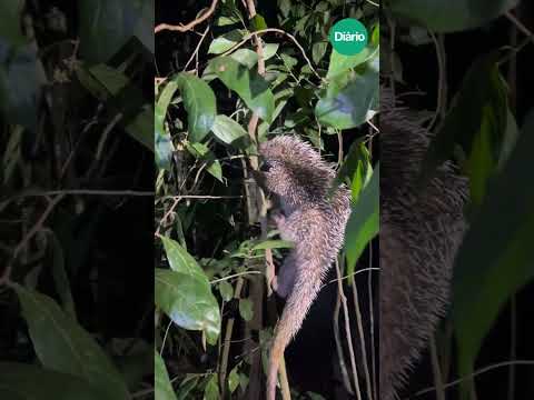 Ouriço-cacheiro é resgatado por PMs e devolvido ao habitat natural no Ceará; veja vídeo