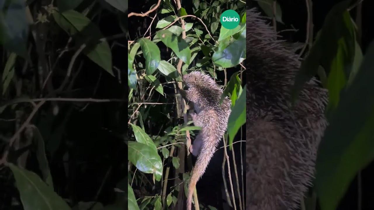 Imagem da notícia Ouriço-cacheiro é resgatado por PMs e devolvido ao habitat natural no Ceará; veja vídeo